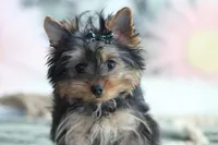 Willow, a female Yorkshire Terrier for sale in Sedalia, MO – Photo 2 of 7