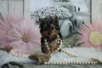 Willow, a female Yorkshire Terrier for sale in Sedalia, MO – Photo 4 of 7