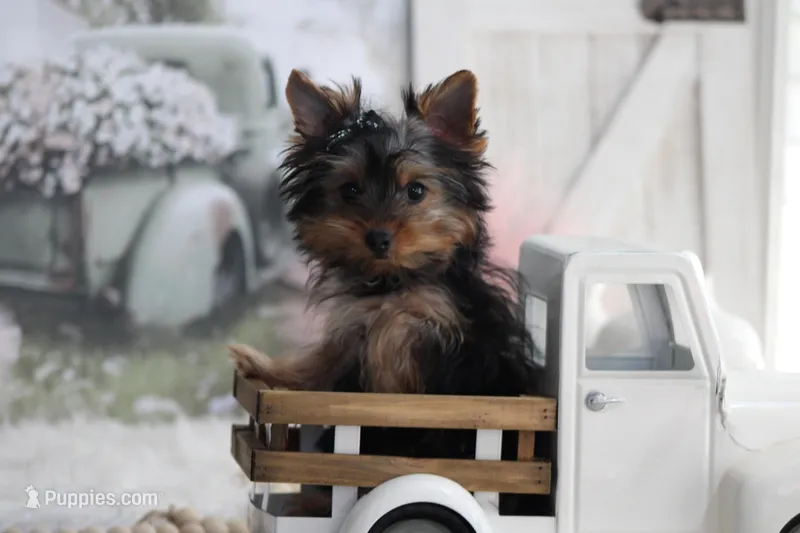 Willow – Yorkshire Terrier puppy for sale in Sedalia, MO
