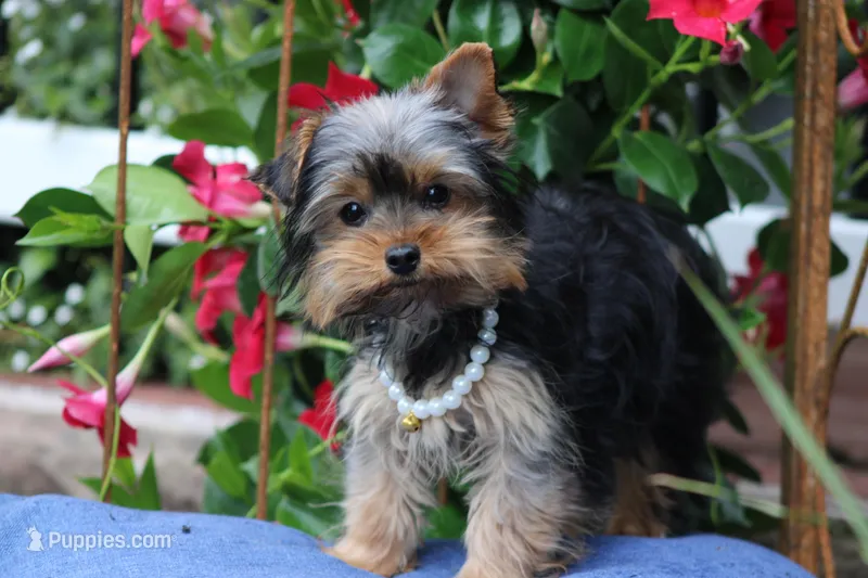 Willow – Yorkshire Terrier puppy for sale in Sedalia, MO