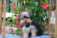 Willow, a female Yorkshire Terrier for sale in Sedalia, MO – 4 of 9