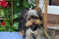 Willow, a female Yorkshire Terrier for sale in Sedalia, MO – 3 of 9