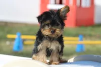 Willow, a female Yorkshire Terrier for sale in Sedalia, MO – Photo 5 of 7