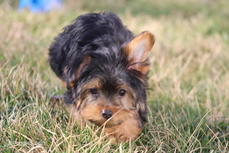 Willow – Yorkshire Terrier puppy for sale in Sedalia, MO