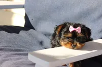 Willow, a female Yorkshire Terrier for sale in Sedalia, MO – Photo 4 of 4