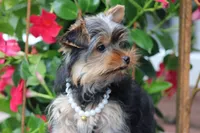 Willow, a female Yorkshire Terrier for sale in Sedalia, MO – 2 of 9