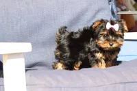 Willow, a female Yorkshire Terrier for sale in Sedalia, MO – Photo 2 of 4