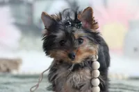 Willow, a female Yorkshire Terrier for sale in Sedalia, MO – Photo 3 of 7