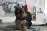Willow, a female Yorkshire Terrier for sale in Sedalia, MO – Photo 7 of 7