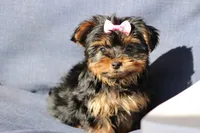 Willow, a female Yorkshire Terrier for sale in Sedalia, MO – Photo 1 of 4