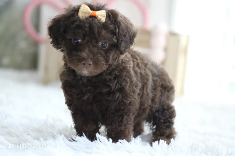 LESLIE – Poodle - Toy  puppy for sale in Sedalia, MO