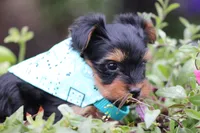Bethany, a female Yorkshire Terrier for sale in Sedalia, MO – 2 of 6
