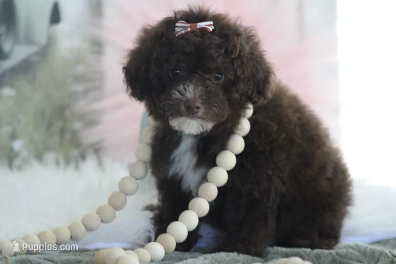 Kayla – Poodle - Toy  puppy for sale in Sedalia, MO