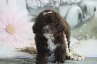 Kayla, a female Poodle - Toy  for sale in Sedalia, MO – 3 of 5