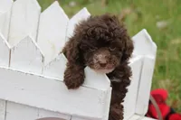 Kayla, a female Poodle - Toy  for sale in Sedalia, MO – Photo 5 of 5
