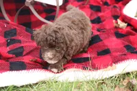 Kayla, a female Poodle - Toy  for sale in Sedalia, MO – Photo 4 of 5