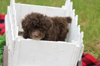 Kayla, a female Poodle - Toy  for sale in Sedalia, MO – Photo 2 of 5
