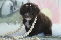 Kayla, a female Poodle - Toy  for sale in Sedalia, MO – 2 of 5