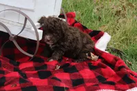 Kayla, a female Poodle - Toy  for sale in Sedalia, MO – Photo 3 of 5