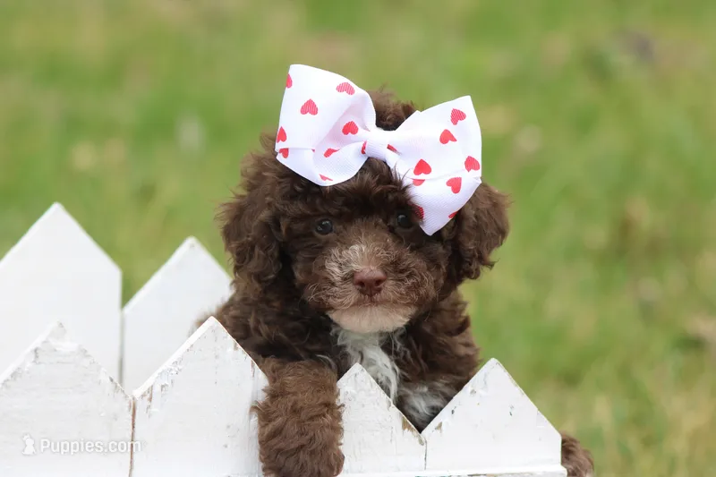 Kayla – Poodle - Toy  puppy for sale in Sedalia, MO
