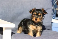 Leo, a male Yorkshire Terrier for sale in Sedalia, MO – Photo 3 of 5