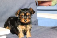 Leo, a male Yorkshire Terrier for sale in Sedalia, MO – Photo 4 of 5