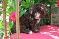 MAVERICK, a male Poodle - Toy  for sale in Sedalia, MO – 3 of 4