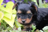 Bethany, a female Yorkshire Terrier for sale in Sedalia, MO – 5 of 6