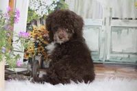 TOBY, a male Poodle - Toy  for sale in Sedalia, MO – 3 of 3
