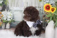 TOBY, a male Poodle - Toy  for sale in Sedalia, MO – 2 of 3