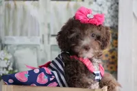 SARA-on sale, a female Poodle - Miniature  for sale in Sedalia, MO – 1 of 4