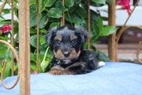 Gavin, a male Yorkshire Terrier for sale in Sedalia, MO – 2 of 8