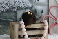 LESLIE, a female Poodle - Toy  for sale in Sedalia, MO – 2 of 4