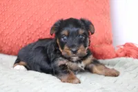 Grant, a male Yorkshire Terrier for sale in Sedalia, MO – 1 of 7