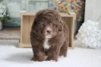 Sammy, a male Poodle - Miniature  for sale in Sedalia, MO – 5 of 5