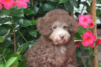 MICKEY, a male Poodle - Toy  for sale in Sedalia, MO – 6 of 6
