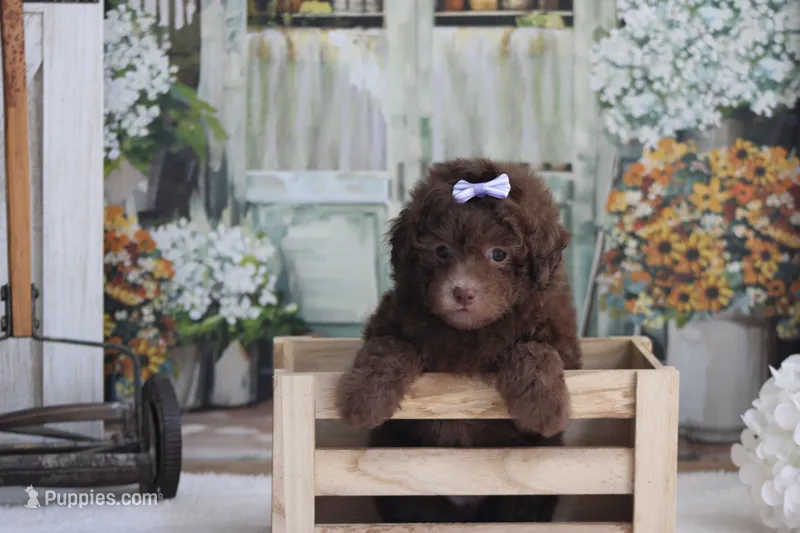 SASHA – Poodle - Miniature  puppy for sale in Sedalia, MO