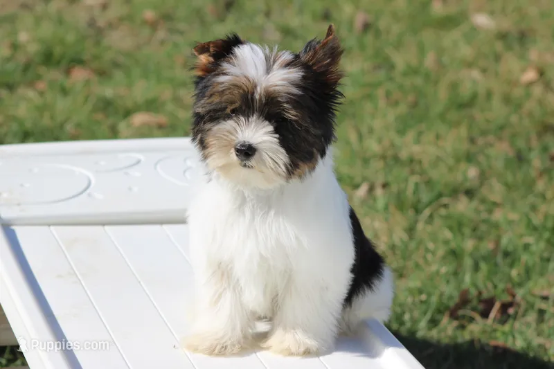 Dakota – Yorkshire Terrier puppy for sale in Sedalia, MO