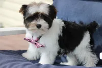 Dakota, a male Yorkshire Terrier for sale in Sedalia, MO – Photo 1 of 4