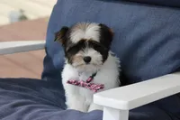 Dakota, a male Yorkshire Terrier for sale in Sedalia, MO – Photo 3 of 4