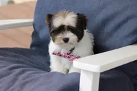 Dakota, a male Yorkshire Terrier for sale in Sedalia, MO – Photo 4 of 4