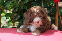 MACK, a male Poodle - Toy  for sale in Sedalia, MO – 2 of 3