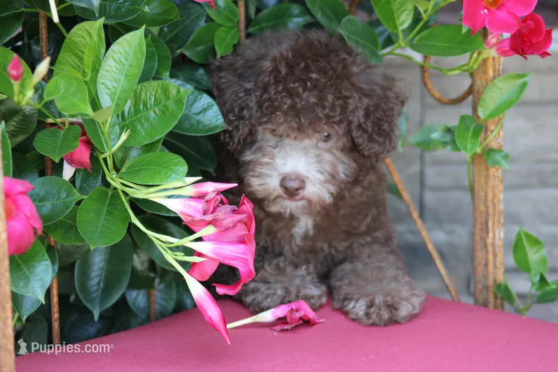 MICKEY – Poodle - Toy  puppy for sale in Sedalia, MO