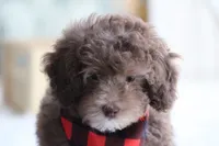 Sammy-on sale, a male Poodle - Miniature  for sale in Sedalia, MO – 2 of 5