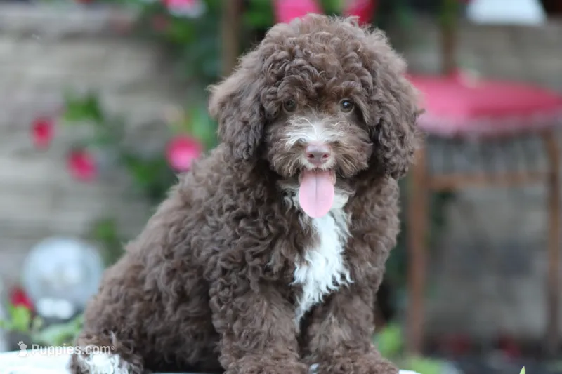 MAVERICK – Poodle - Toy  puppy for sale in Sedalia, MO