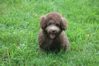 MICKEY, a male Poodle - Toy  for sale in Sedalia, MO – 2 of 6