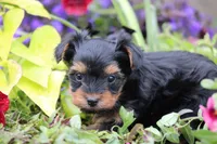 Bethany, a female Yorkshire Terrier for sale in Sedalia, MO – 6 of 6