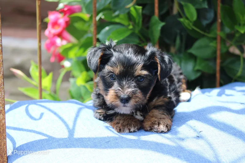 Theo – Yorkshire Terrier puppy for sale in Sedalia, MO