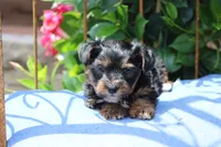 Theo, a male Yorkshire Terrier for sale in Sedalia, MO – 1 of 8