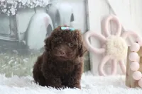 LUNA, a female Poodle - Toy  for sale in Sedalia, MO – 5 of 5
